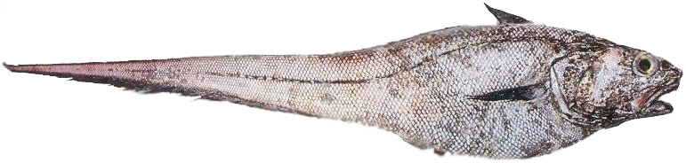 Makrurus.jpg