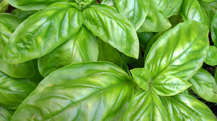 basil-1.jpg
